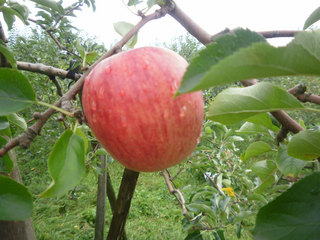 11.09.19tsugaru1.jpg