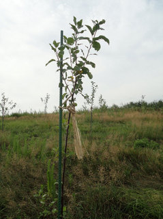 110814naegi.jpg