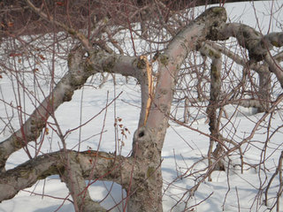 12.03.08-miki-ware1.jpg
