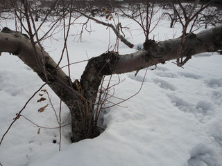 12.03.08-mikiware2.jpg