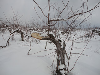 12.03.27-setugai1.jpg