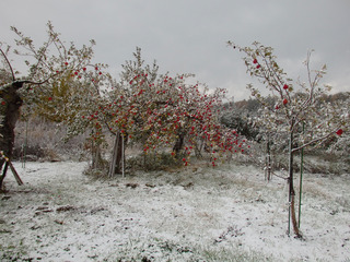 16.11.10-7.jpg